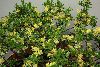 <em>Salix cashmeriana</em>